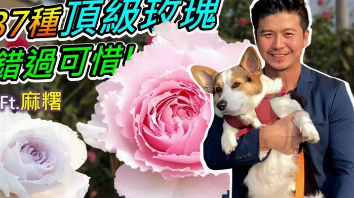 套花呗的app有哪些