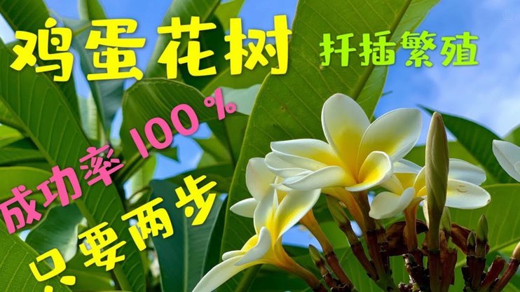 花呗怎么提现出来 秒到账户