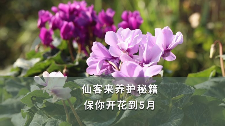 花呗借款指南：轻松使用花呗借款
