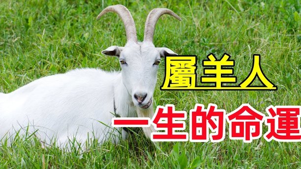 羊小咩600能套现吗？
