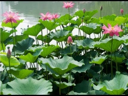 花呗怎样提现到卡里