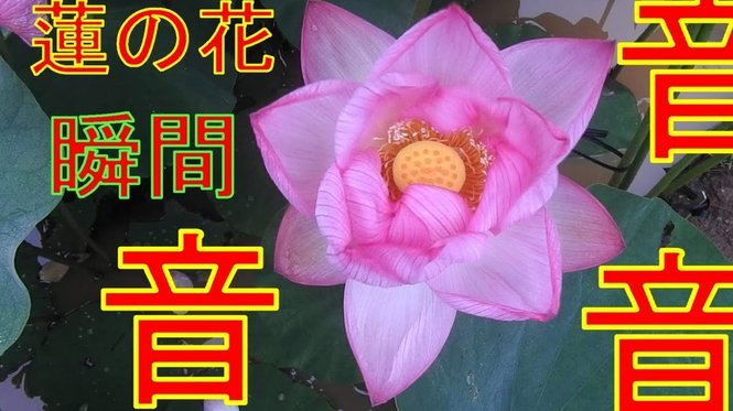 花呗还能用吗？最新指南教你如何安全使用消费信贷工具