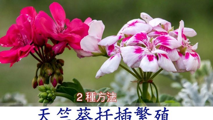 拿去花卡可以提现吗 套现