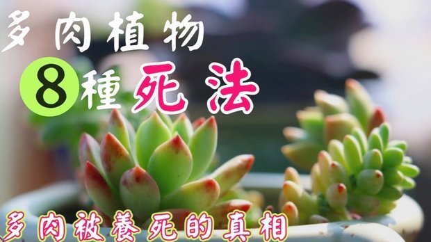 得物月付额度动态变化全解析