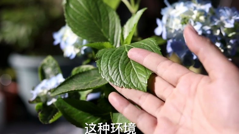 套现自己的花呗