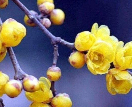 拿去花怎么自己套出来
